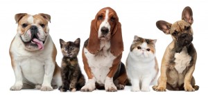 pets-1024x474
