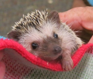Hedgehog