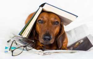 Bow Wow Read to a Dog at the Library