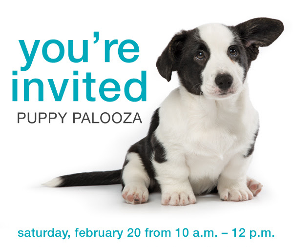 Puppy Palooza