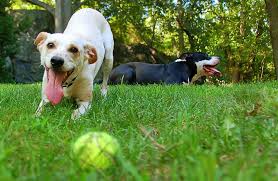 Doggy Play Day & 4K