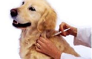 Pet Vaccination Clinic