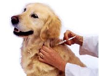 Pet Vaccination Clinic