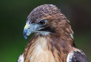Predatory Bird Show at the Library