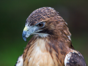 Predatory Bird Show at the Library