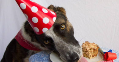 Cuz I Matter Animal Rescue Birthday Bash