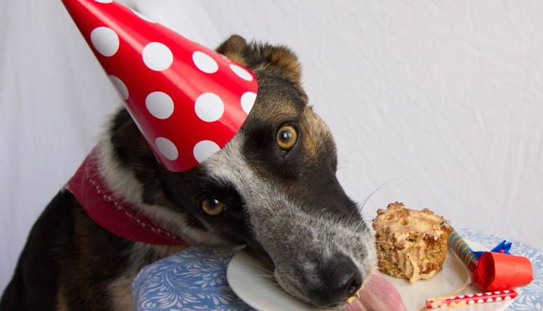 Cuz I Matter Animal Rescue Birthday Bash