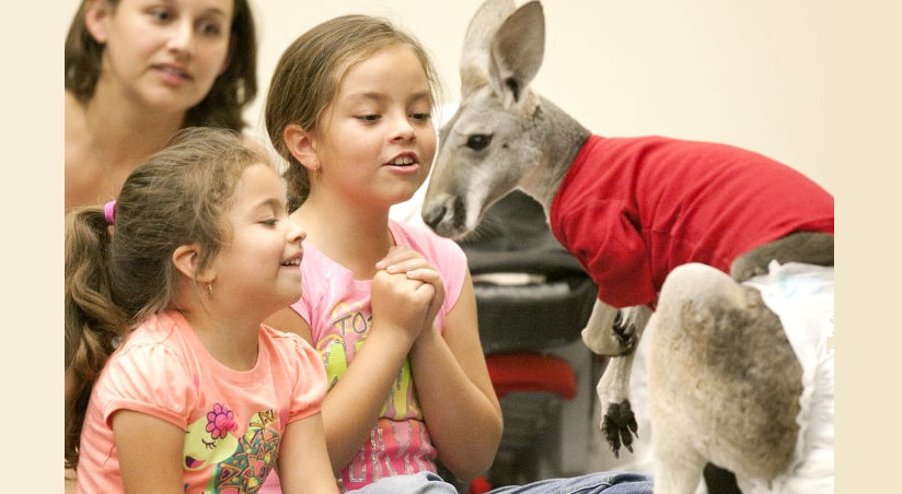 Wild Things Zoofari at the Library 