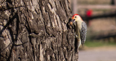 Special Family Storytime at the Library: Wild Birds