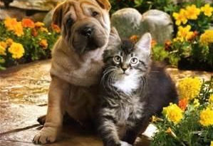Discount Pet Vaccination Clinic