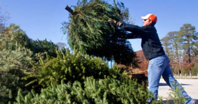 Christmas Tree Recycling