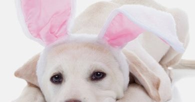 Pet Photos with the Easter Bunny at Round Rock Premium Outlets