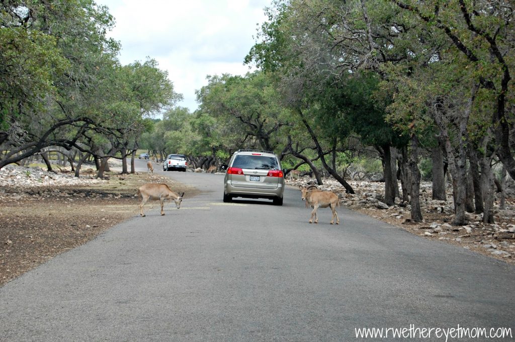10 Fall Getaways From Round Rock - Natural Bridge Wildlife Ranch 
