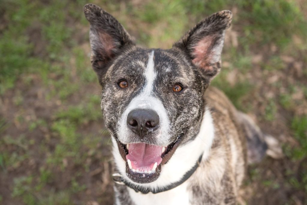 Adopt a Shelter Pet in Round Rock