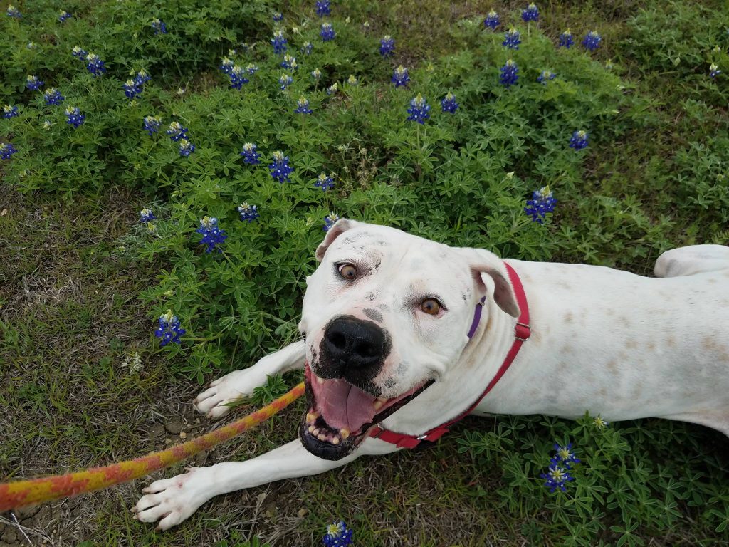 Adopt a Shelter Pet in Round Rock