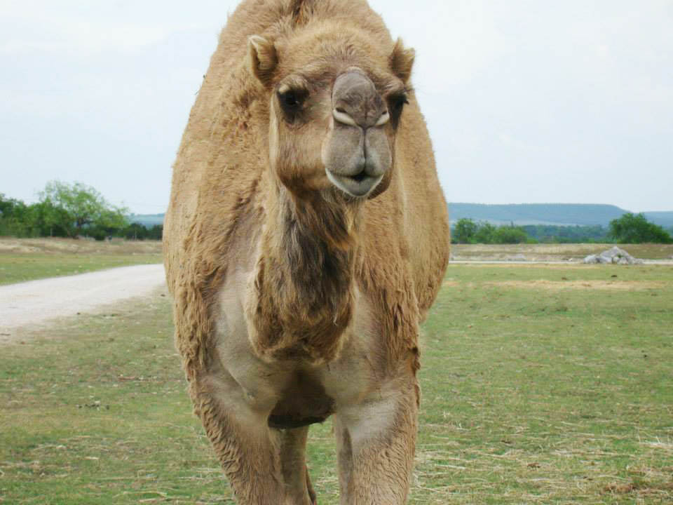 drive-thru safaris in Central Texas