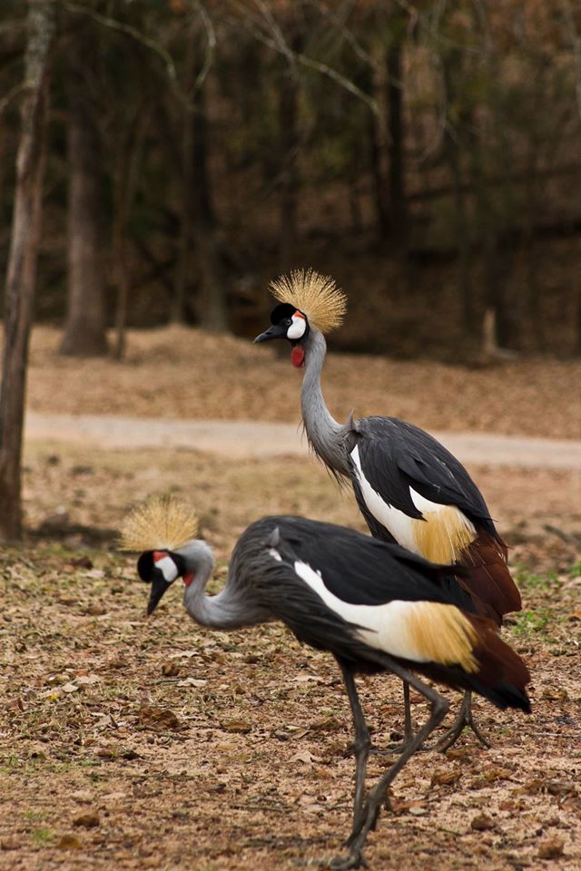 drive-thru safaris in Central Texas