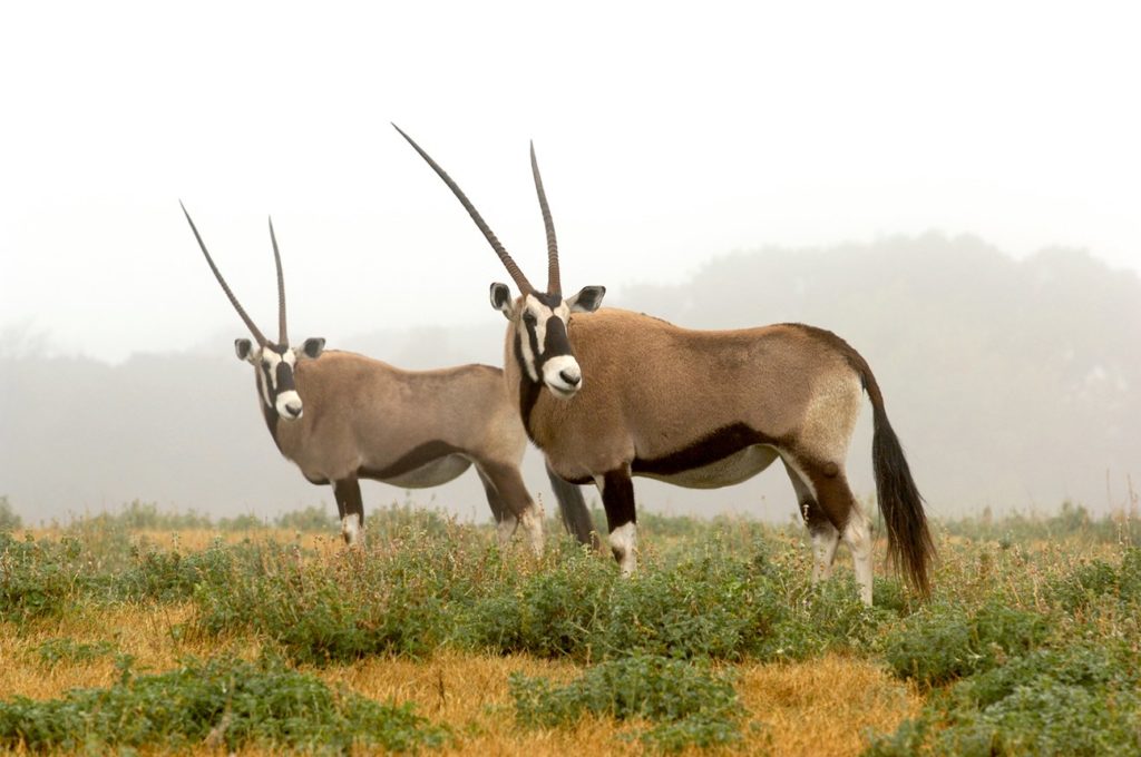 drive-thru safaris in Central Texas