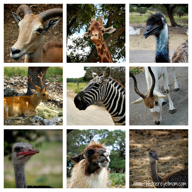 drive-thru safaris in Central Texas