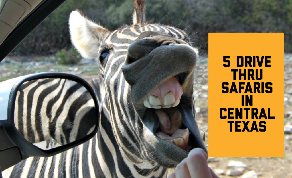 drive-thru safaris in Central Texas