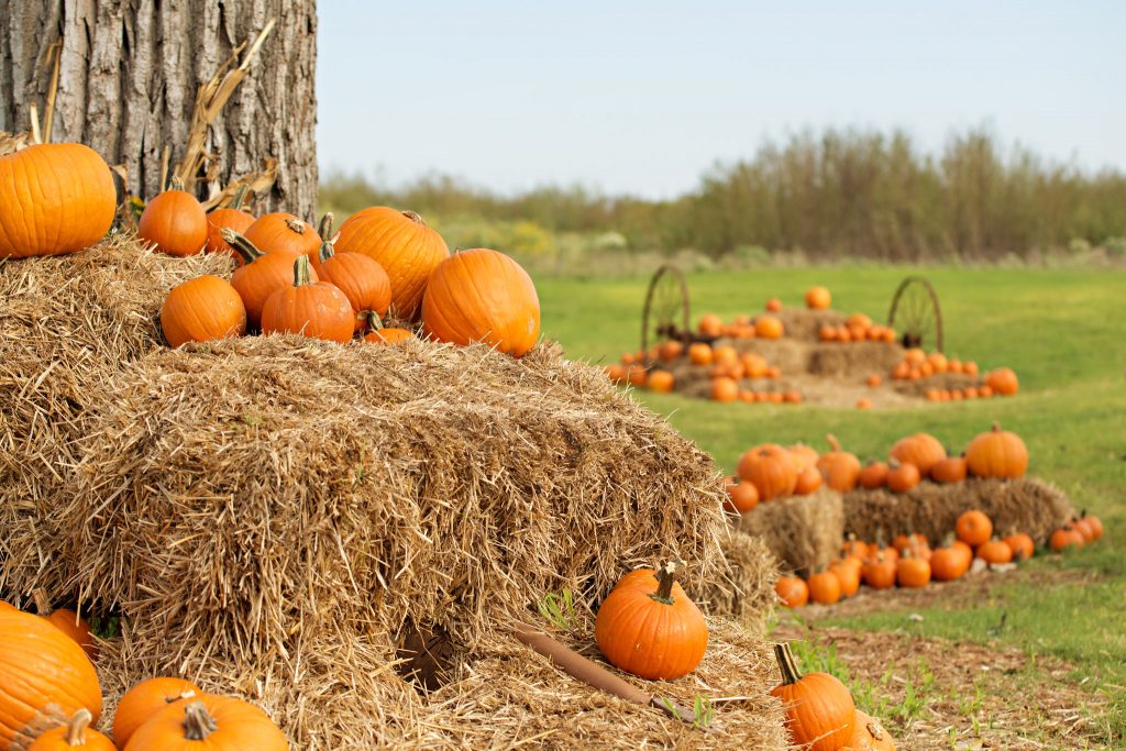 Fall Farms in Central Texas