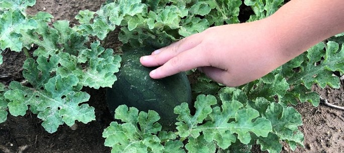 hand working plants