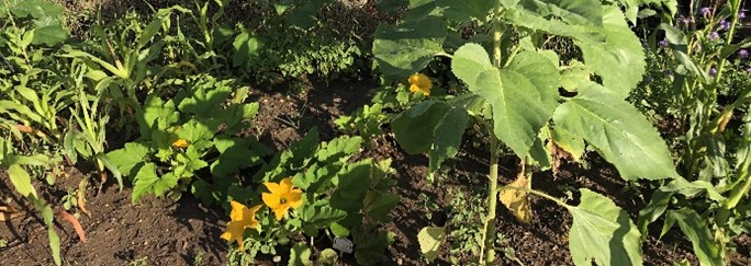 plants