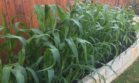 plants