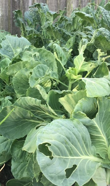 plants