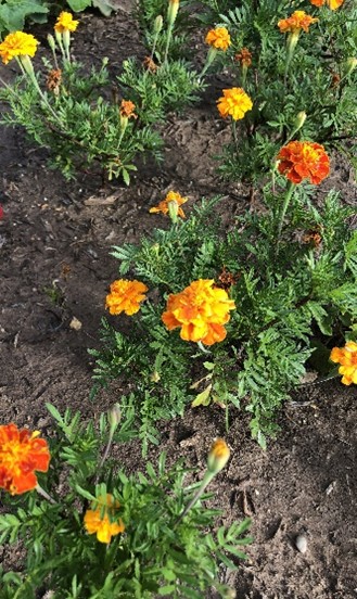 plants